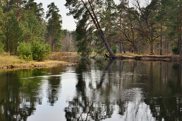 Красоты парка "Мещёра"