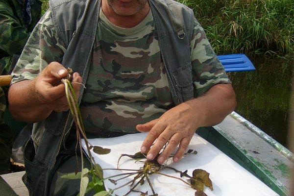 Изучение водной растительности
