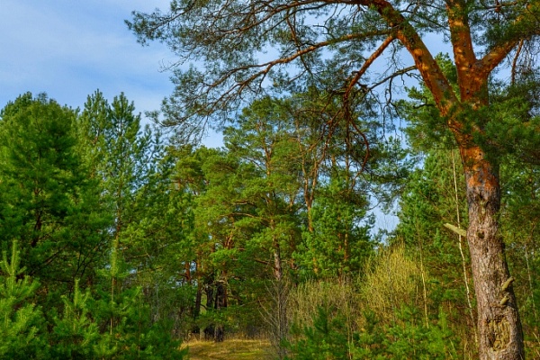 Красоты парка "Мещёра"