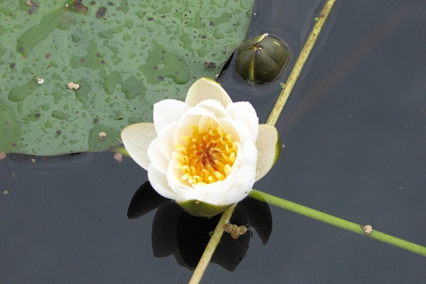 Красоты парка "Мещёра"