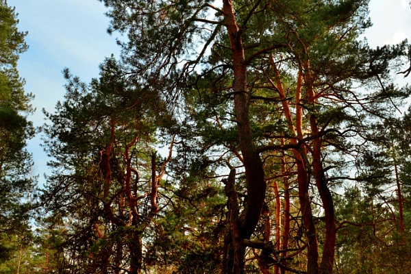 Красоты парка "Мещёра"