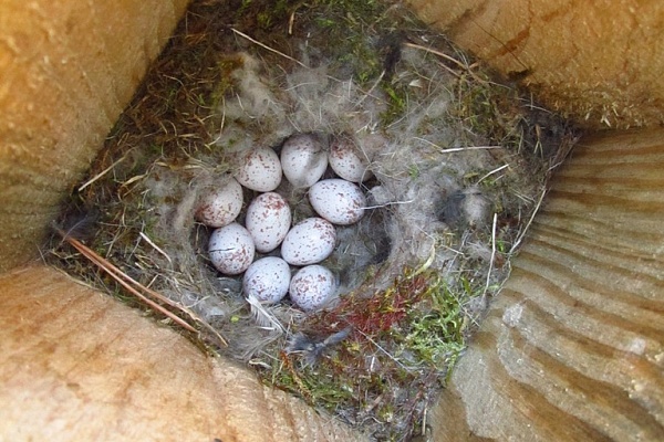 Гнездо большой синицы в искусственном гнездовье
