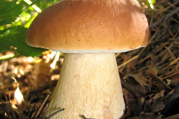 Красоты парка "Мещёра"