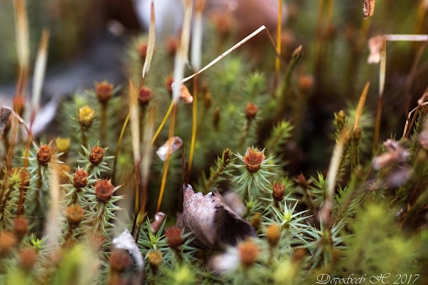 Красоты парка "Мещёра"