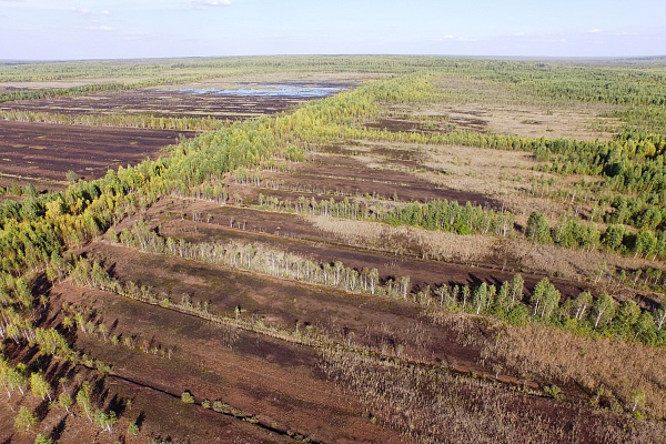 Восстановление нарушенных болот
