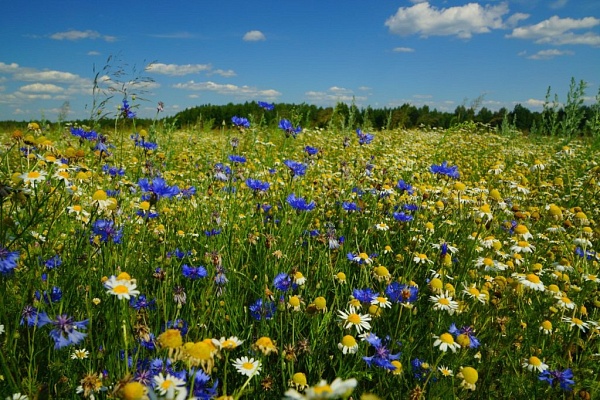 Красоты парка "Мещёра"