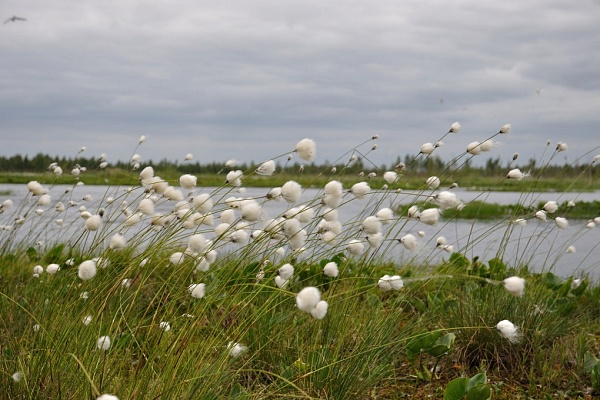 Красоты парка "Мещёра"