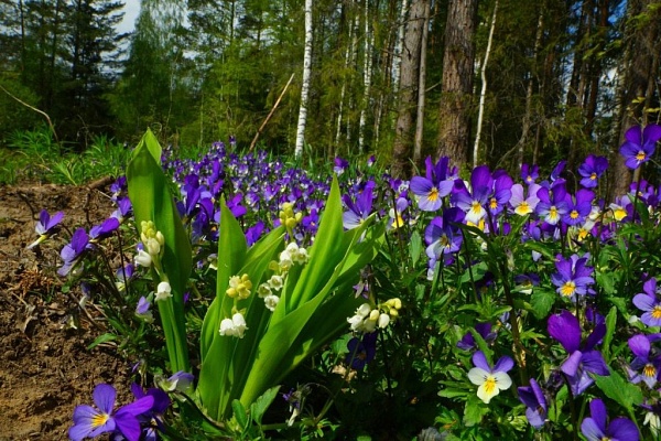 Красоты парка "Мещёра"