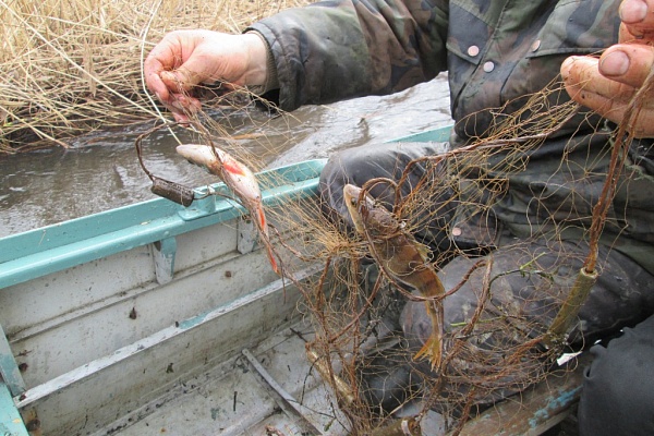 Браконьерские сети