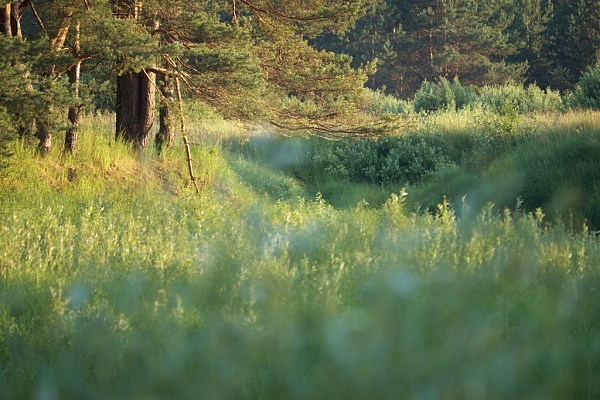 Красоты парка "Мещёра"