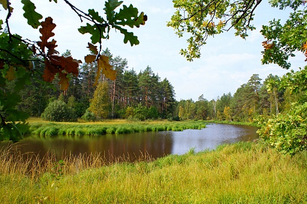 Красоты парка "Мещёра"