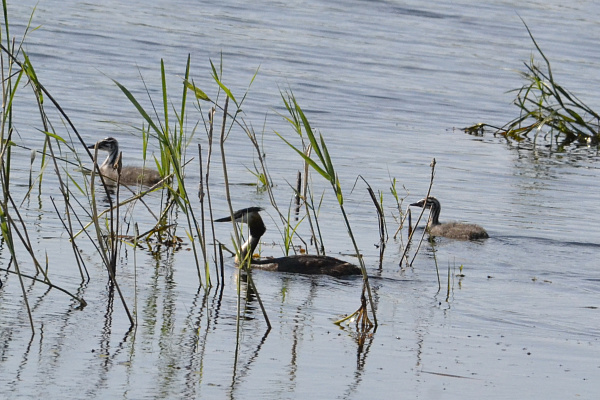 Чомга – птица 2026 года