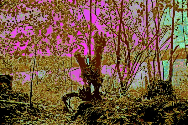 Фотовыставка В.Фролова "Пейзажи Мещеры"