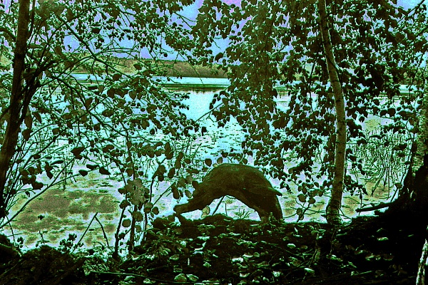 Фотовыставка В.Фролова "Пейзажи Мещеры"